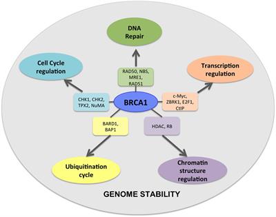 Frontiers | Role of BRCA Mutations in the Modulation of Response to ...